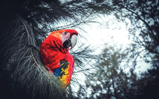 Comment élever à la main les bébés canaris