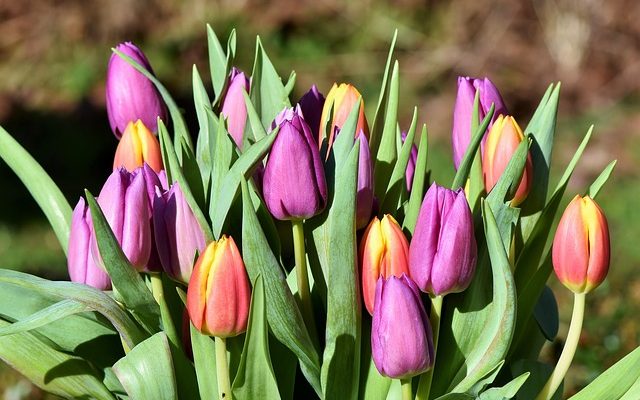 Comment envelopper un bouquet noué à la main