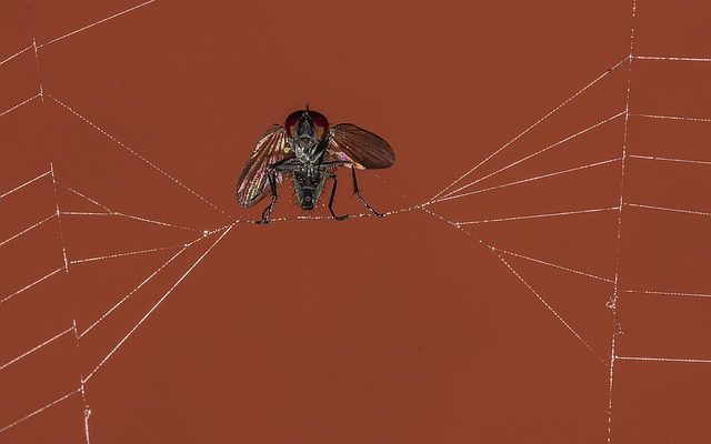 Comment fabriquer des pièges à mouches à partir de pots à lait