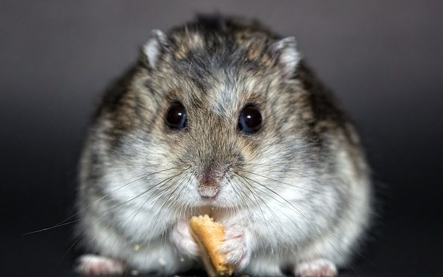 Comment fabriquer un parc à hamster