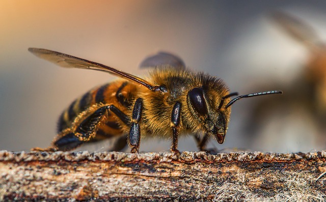 Comment fabriquer une mouche papillon en papier