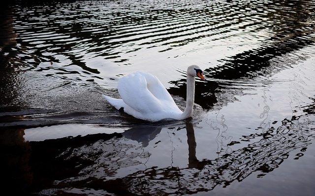 Comment faire des canards en papier origami