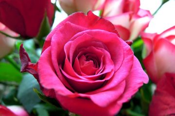 Comment faire des corsages pour les mamans de la mariée et du marié.