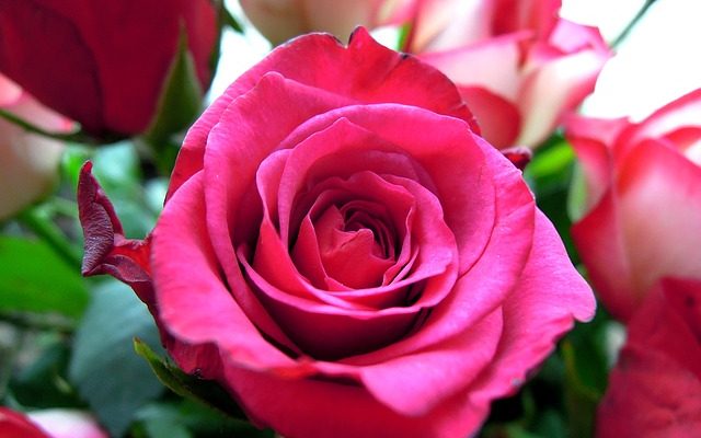 Comment faire des corsages pour les mamans de la mariée et du marié.