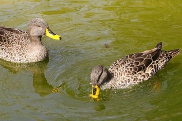 Comment faire la différence entre les canards mâles et femelles ?