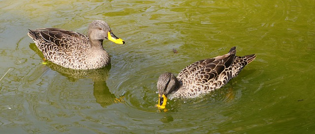 Comment faire la différence entre les canards mâles et femelles ?