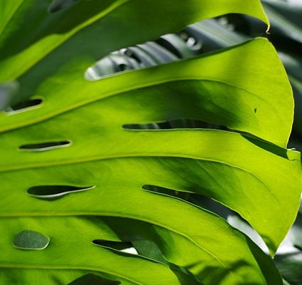 Comment faire pousser Monstera Deliciosa Monstera Deliciosa