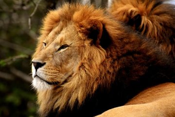 Comment gérer le Lion célibataire masculin