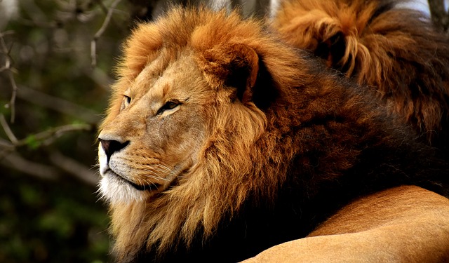 Comment gérer le Lion célibataire masculin