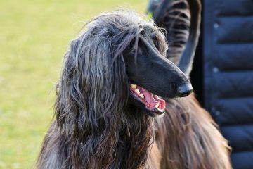 Comment nettoyer le tartare des dents d'un chien sans vétérinaire.