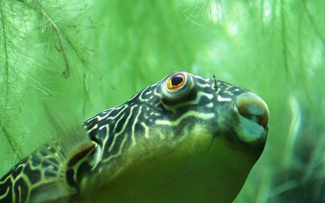 Comment nettoyer les ornements d'aquarium