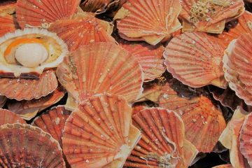 Comment peindre les coquilles Saint-Jacques et pétoncles