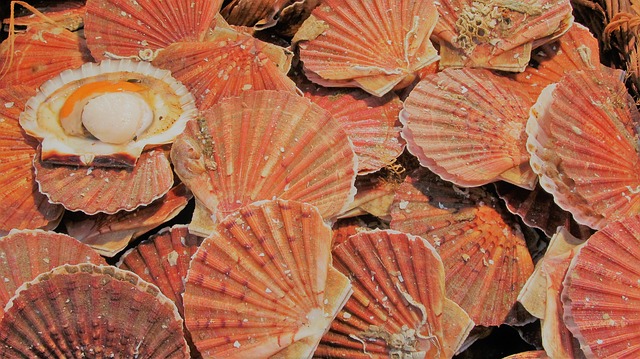 Comment peindre les coquilles Saint-Jacques et pétoncles