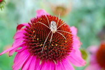 Comment prendre soin d'une plante araignée avec des feuilles jaunes et brunes.