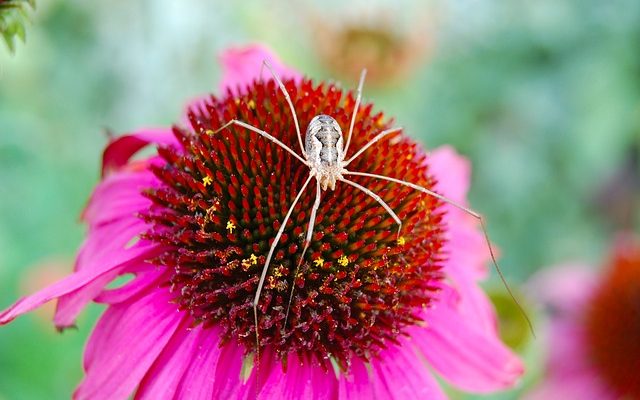 Comment prendre soin d'une plante araignée avec des feuilles jaunes et brunes.