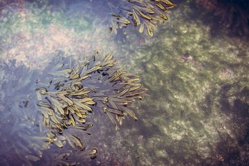 Comment prévenir la prolifération d'algues dans les bassins à poissons