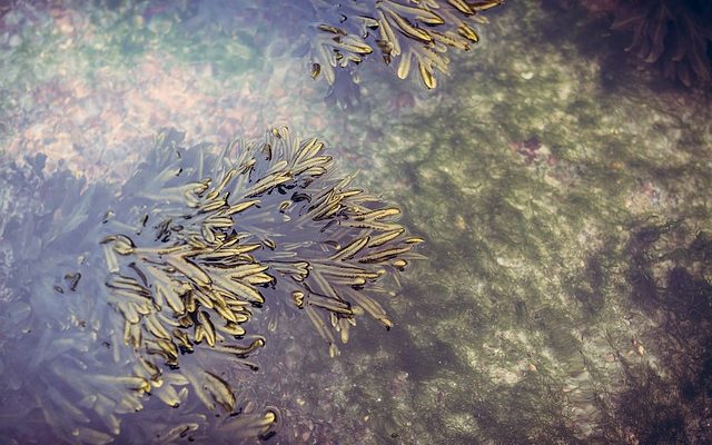 Comment prévenir la prolifération d'algues dans les bassins à poissons