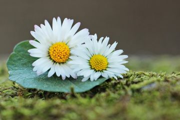 Comment réaliser un arrangement floral pour une arche