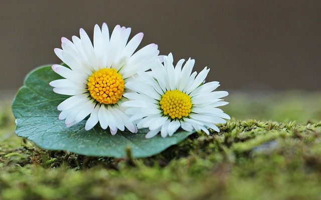 Comment réaliser un arrangement floral pour une arche