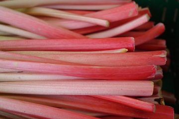 Comment récolter la rhubarbe