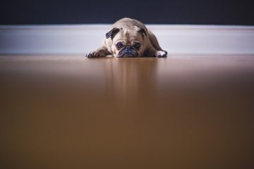 Comment savoir si votre chien a besoin d'être vermifugé ?