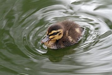 Comment se débarrasser des canards sauvages