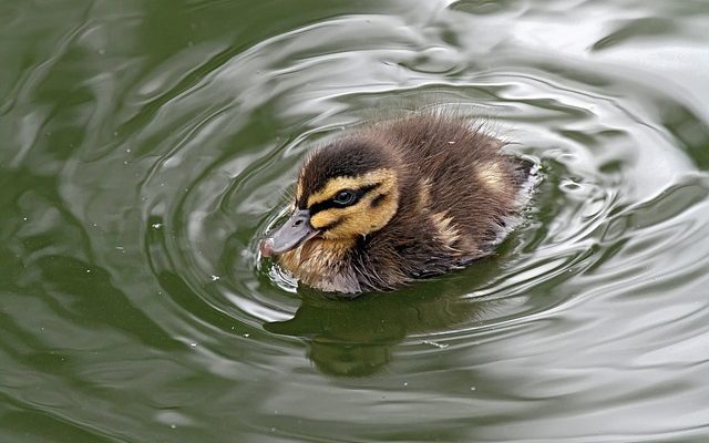 Comment se débarrasser des canards sauvages