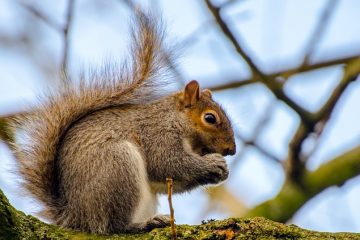 Comment se débarrasser des rats dans les murs ?