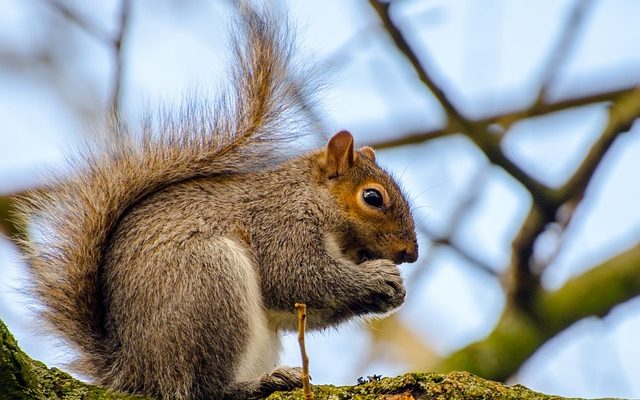 Comment se débarrasser des rats dans les murs ?