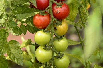 Comment tailler les plants de tomates