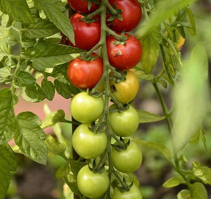 Comment tailler les plants de tomates