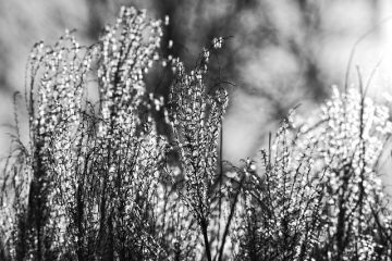 Comment tailler l'herbe de la pampa