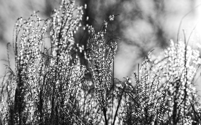 Comment tailler l'herbe de la pampa