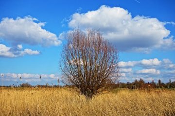 Comment traiter les roseaux frais pour le tissage de paniers