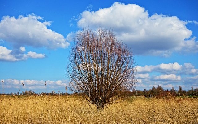 Comment traiter les roseaux frais pour le tissage de paniers