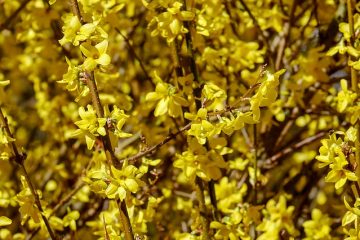 Comment tuer un forsythia