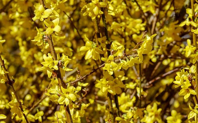 Comment tuer un forsythia