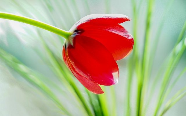 Des fleurs roses et blanches qui ressemblent à des orchidées.