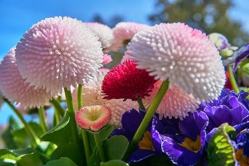 Fleurs à planter sur une tombe