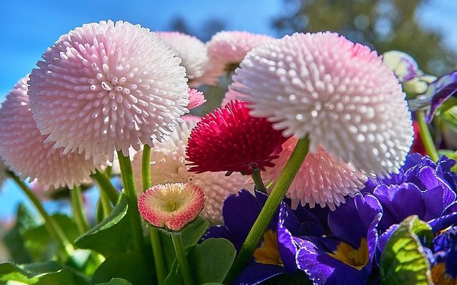 Fleurs à planter sur une tombe