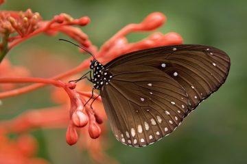 Idées pour faire des couches de terre comestibles