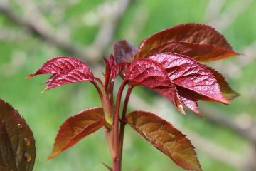 Les feuilles de thé sont-elles bonnes pour les roses ?