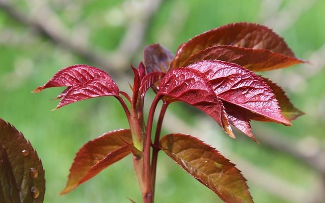 Les feuilles de thé sont-elles bonnes pour les roses ?