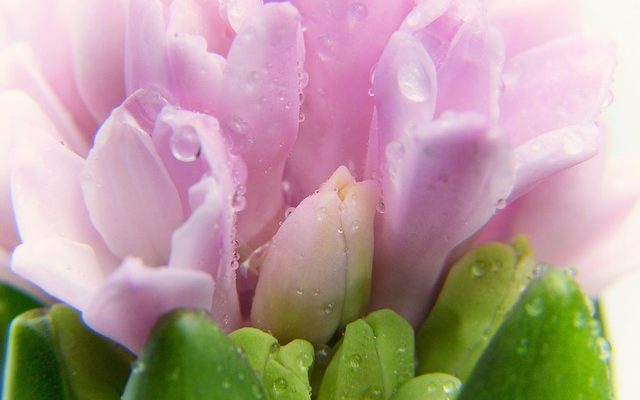 Menstruation après la ménopause