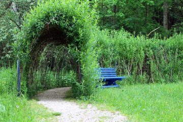 Plantes dans la couche de la canopée de la forêt pluviale