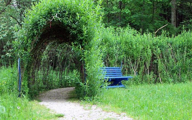 Plantes dans la couche de la canopée de la forêt pluviale