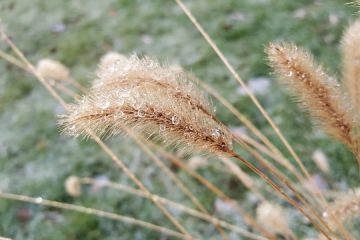 Plantes d'ombrage pour paniers suspendus