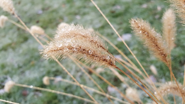 Plantes d'ombrage pour paniers suspendus