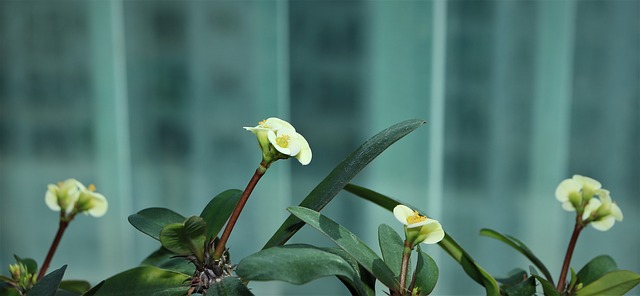 Plantes grimpantes pour plein soleil