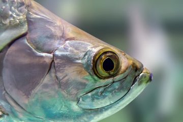 Poissons d'aquarium qui mangeront Planaria